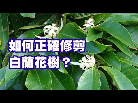 白玉蘭花種植禁忌|【白玉蘭花種植禁忌】禁忌大公開！小心！白玉蘭花種。